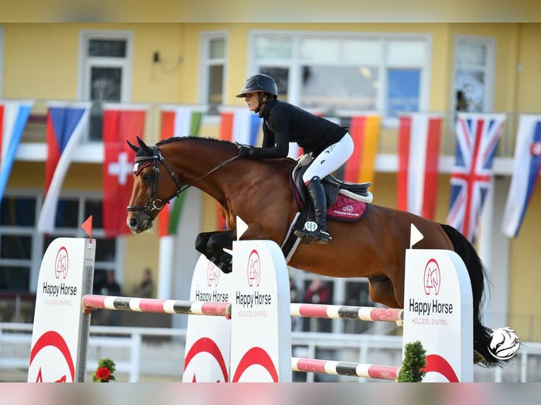 Koń oldenburski Ogier Gniada in Pfarrkirchen