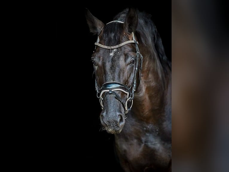 Koń oldenburski Ogier Kara in S&#xF6;hlde