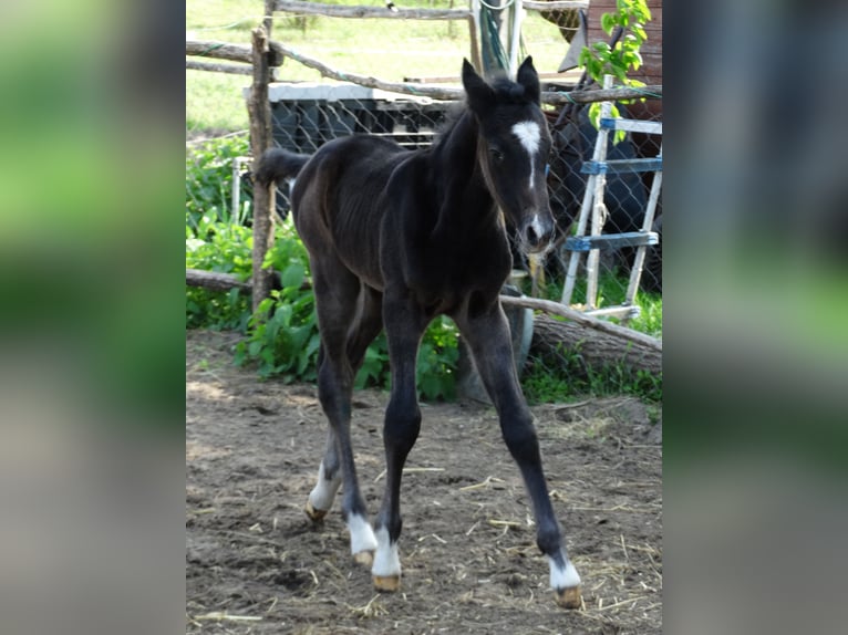 Koń oldenburski Ogier Źrebak (04/2025) 140 cm Siwa in Üllő