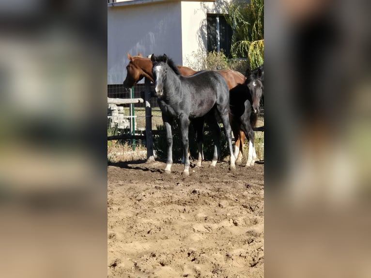 Koń oldenburski Ogier Źrebak (04/2025) 140 cm Siwa in &#xDC;ll&#x151;