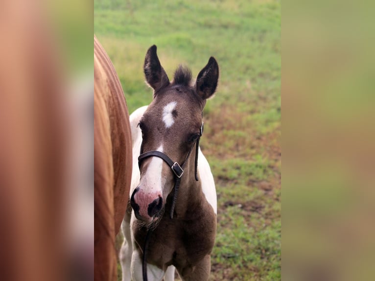 Koń oldenburski Ogier Źrebak (01/2026) 163 cm Srokata in Kipling sask