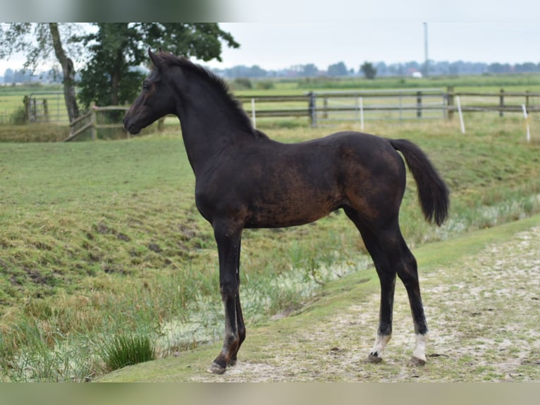 Koń oldenburski Ogier Źrebak (05/2024) 165 cm Ciemnogniada in Butjadingen