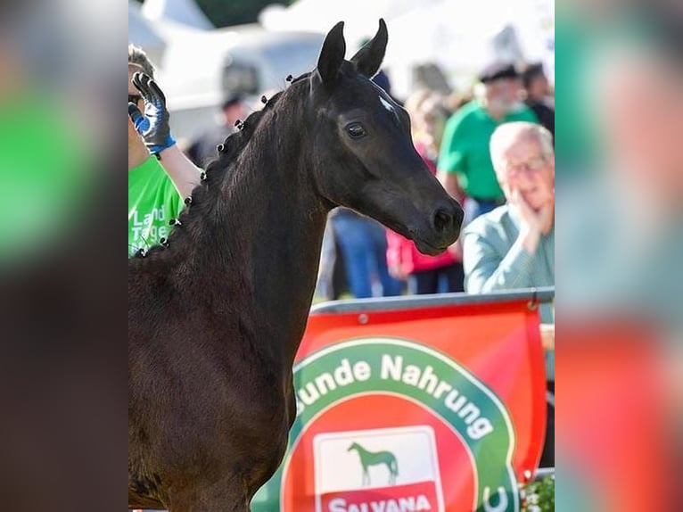 Koń oldenburski Ogier Źrebak (05/2024) 165 cm Ciemnogniada in Butjadingen