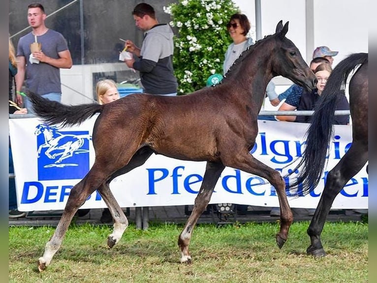 Koń oldenburski Ogier Źrebak (05/2024) 165 cm Ciemnogniada in Butjadingen