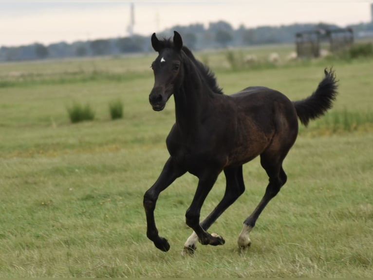 Koń oldenburski Ogier Źrebak (05/2024) 165 cm Ciemnogniada in Butjadingen