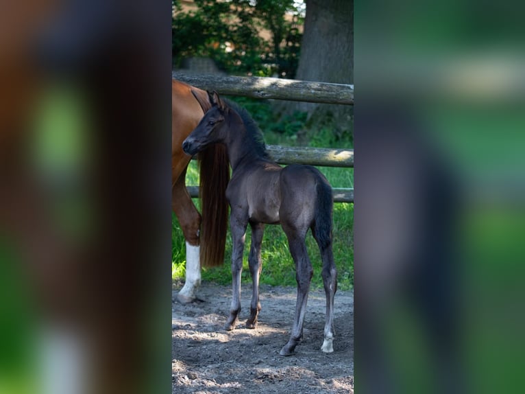 Koń oldenburski Ogier Źrebak (05/2024) 165 cm Kara in Walsrode