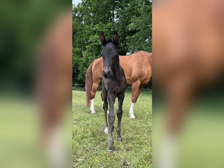 Koń oldenburski Ogier Źrebak (05/2024) 165 cm Kara in Walsrode