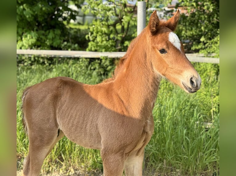 Koń oldenburski Ogier Źrebak (04/2024) 166 cm Ciemnokasztanowata in Neuenkirchen