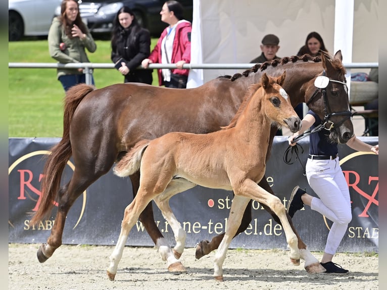 Koń oldenburski Ogier Źrebak (04/2024) 166 cm Ciemnokasztanowata in Neuenkirchen