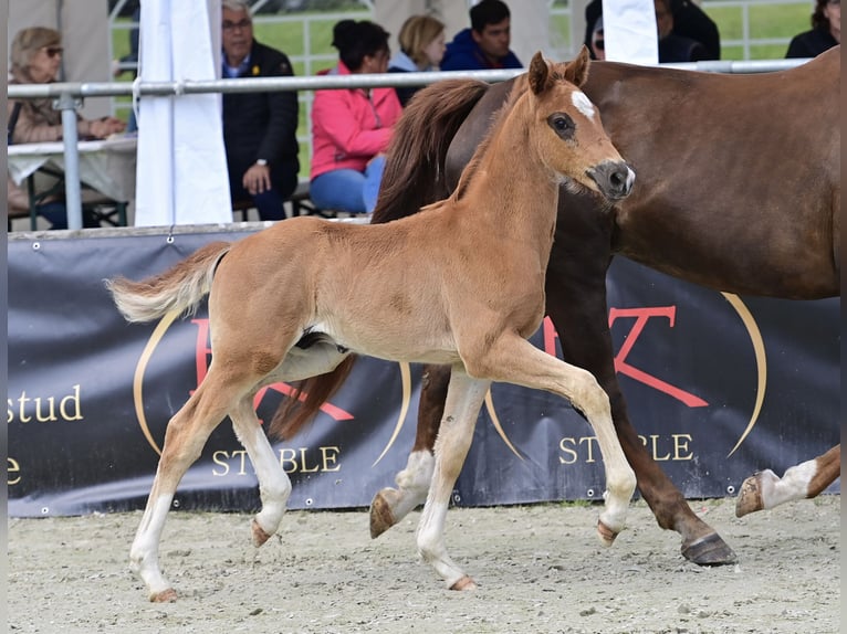 Koń oldenburski Ogier Źrebak (04/2024) 166 cm Ciemnokasztanowata in Neuenkirchen