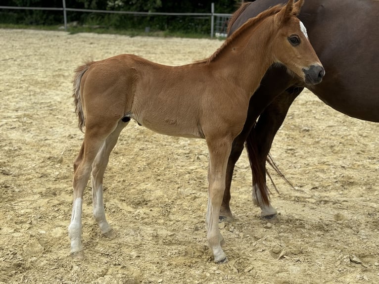 Koń oldenburski Ogier Źrebak (04/2024) 166 cm Ciemnokasztanowata in Neuenkirchen