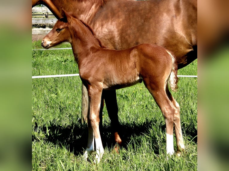 Koń oldenburski Ogier Źrebak (04/2024) 167 cm Ciemnokasztanowata in Westerstede