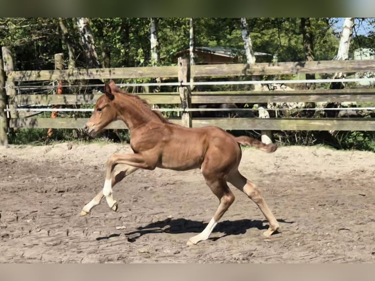 Koń oldenburski Ogier Źrebak (04/2024) 167 cm Ciemnokasztanowata in Westerstede