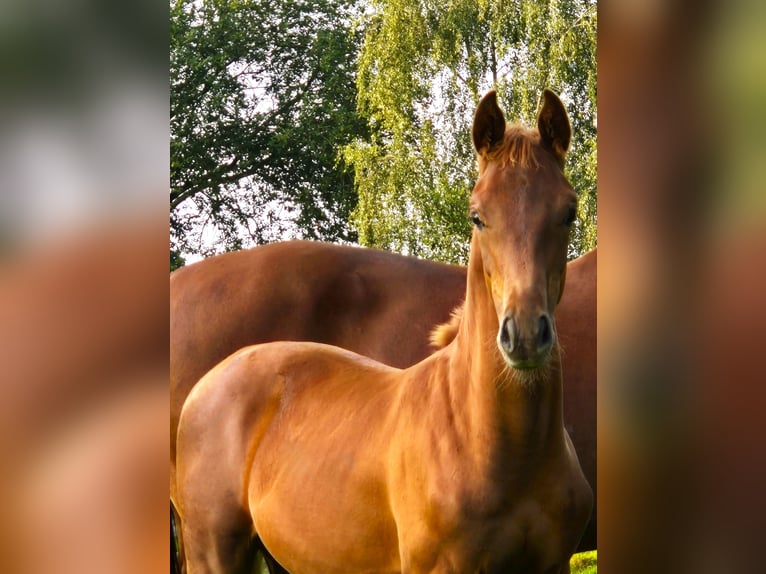 Koń oldenburski Ogier Źrebak (04/2024) 167 cm Ciemnokasztanowata in Westerstede