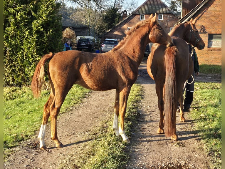 Koń oldenburski Ogier  167 cm Ciemnokasztanowata in Westerstede