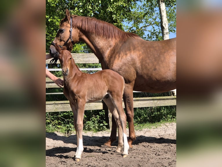 Koń oldenburski Ogier Źrebak (04/2024) 167 cm Ciemnokasztanowata in Westerstede