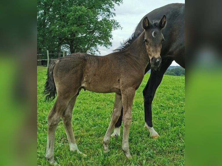 Koń oldenburski Ogier Źrebak (06/2024) 167 cm Kara in Reichshof