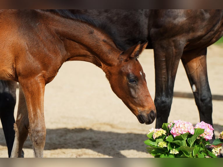 Koń oldenburski Ogier Źrebak (02/2026) 168 cm Ciemnogniada in Blunk