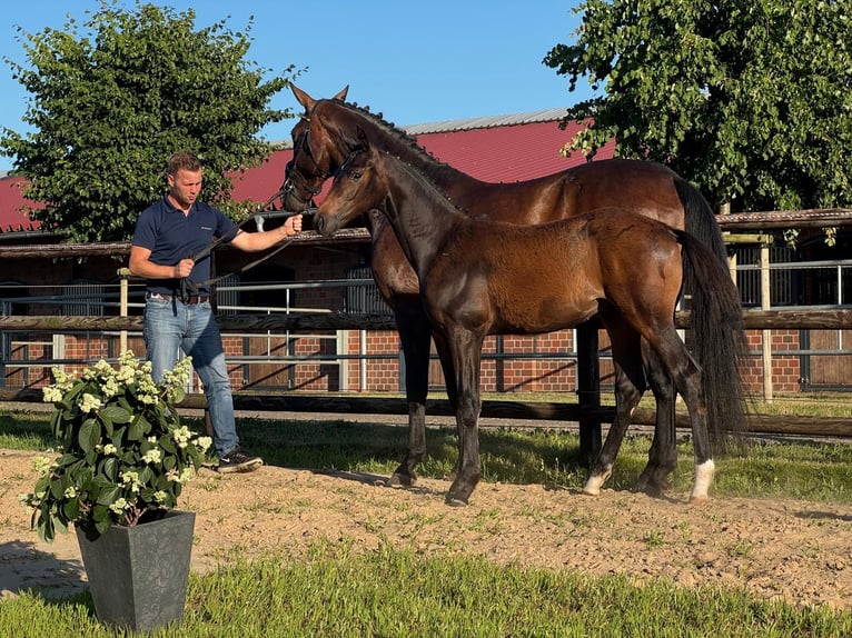 Koń oldenburski Ogier Źrebak (02/2026) 168 cm Ciemnogniada in Blunk