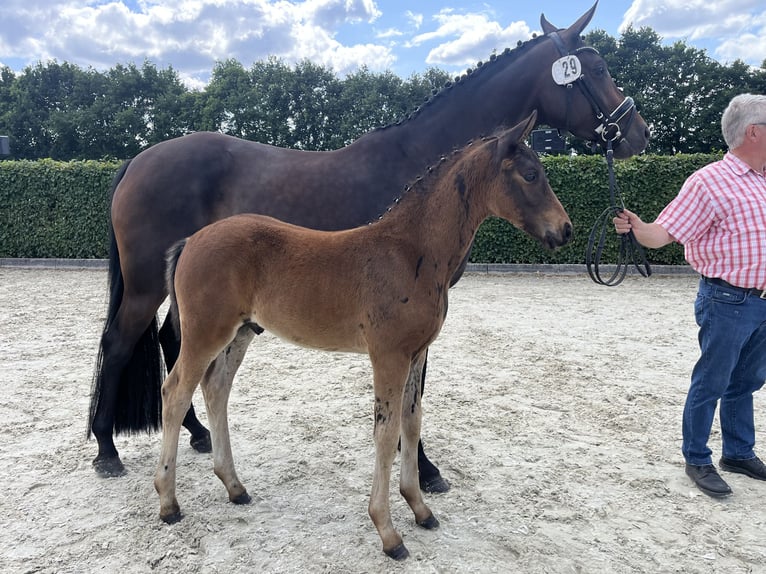 Koń oldenburski Ogier  168 cm Ciemnogniada in Wardenburg