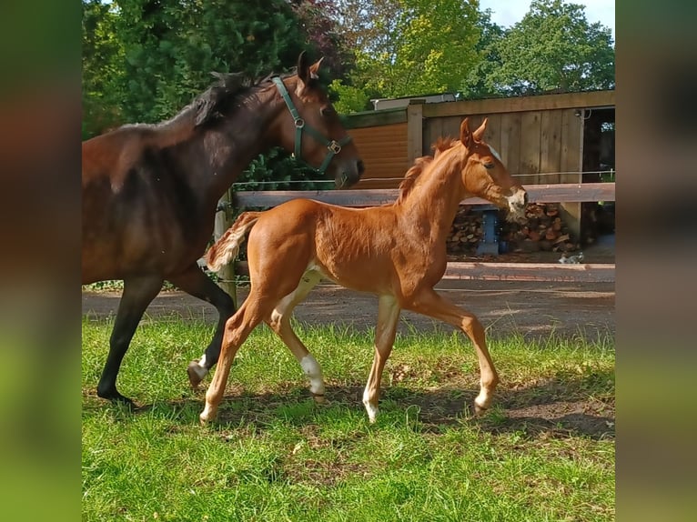 Koń oldenburski Ogier  168 cm Ciemnokasztanowata in Hude (Oldenburg)