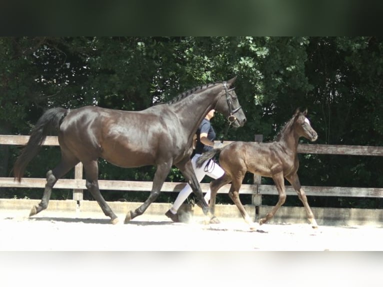 Koń oldenburski Ogier  168 cm Kara in Leverkusen