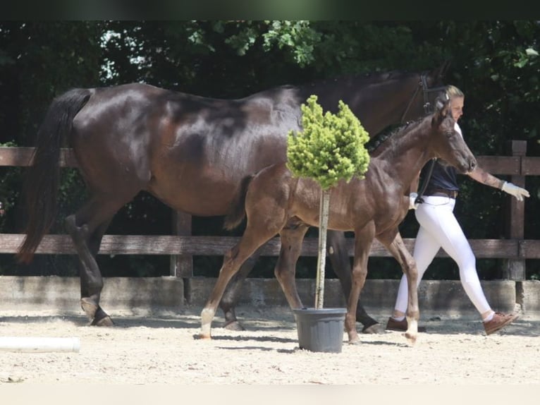 Koń oldenburski Ogier  168 cm Kara in Leverkusen