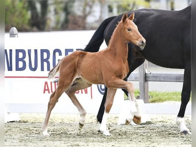 Koń oldenburski Ogier Źrebak (03/2026) 168 cm  in Hetzerath