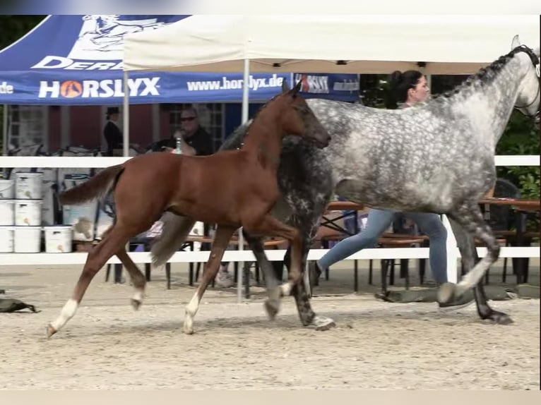 Koń oldenburski Ogier Źrebak (04/2024) 168 cm Może być siwy in Eydelstedt