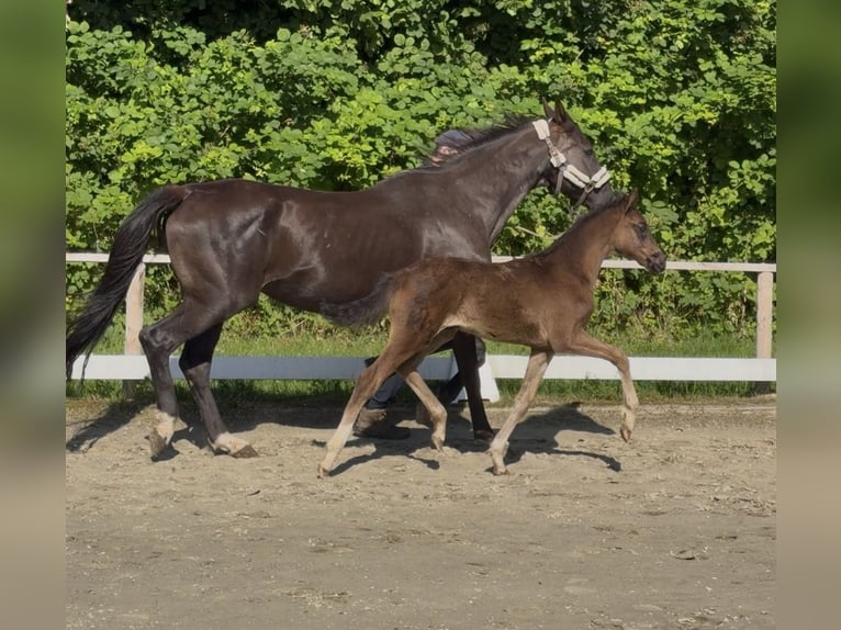 Koń oldenburski Ogier Źrebak (04/2026) 168 cm Skarogniada in Hanerau-Hademarschen