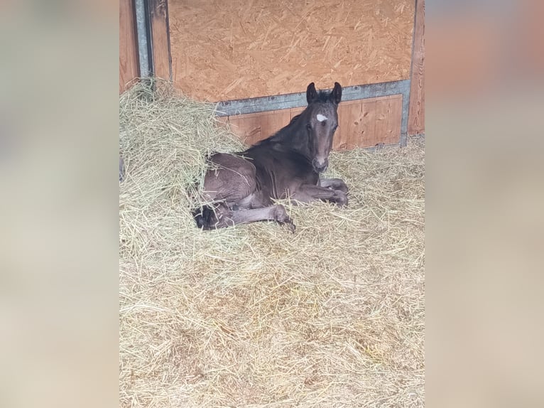 Koń oldenburski Ogier Źrebak (04/2026) 168 cm Skarogniada in Steimbke