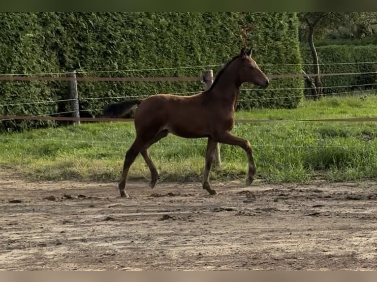 Koń oldenburski Ogier Źrebak (05/2024) 169 cm Ciemnogniada in Großefehn