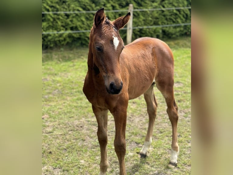 Koń oldenburski Ogier Źrebak (05/2024) 169 cm Ciemnogniada in Großefehn