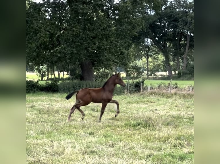 Koń oldenburski Ogier Źrebak (05/2024) 169 cm Ciemnogniada in Großefehn