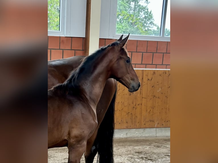 Koń oldenburski Ogier Źrebak (05/2024) 169 cm Ciemnogniada in Bohmte