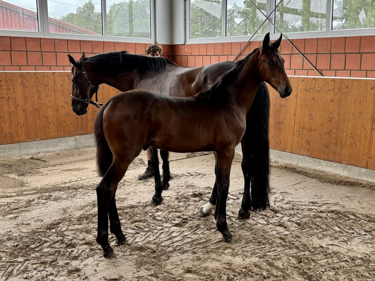 Koń oldenburski Ogier Źrebak (05/2024) 169 cm Ciemnogniada in Bohmte