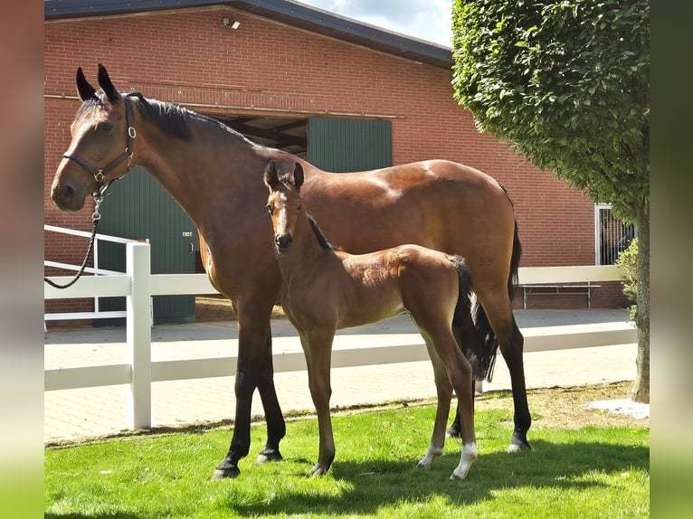 Koń oldenburski Ogier Źrebak (05/2024) 169 cm Ciemnogniada in Drentwede