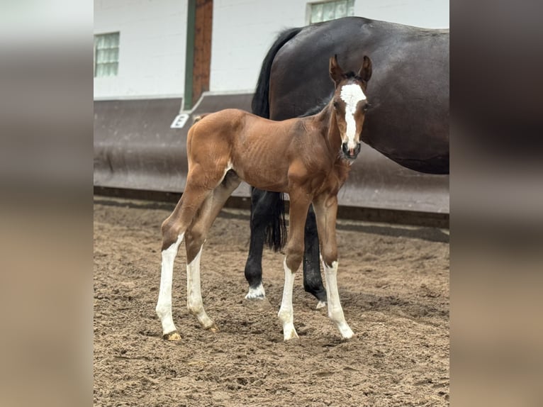 Koń oldenburski Ogier Źrebak (06/2024) 169 cm Gniada in Bramsche