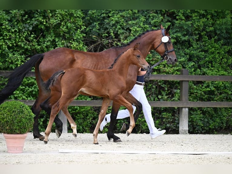 Koń oldenburski Ogier Źrebak (05/2024) 169 cm Gniada in Mengkofen