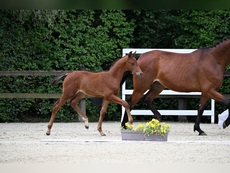 Koń oldenburski Ogier Źrebak (05/2024) 169 cm Gniada in Mengkofen