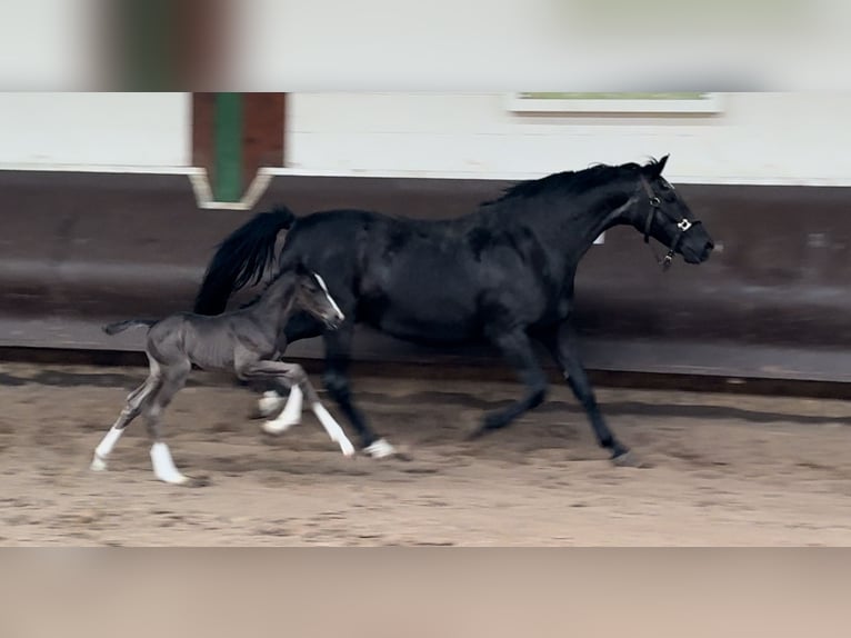 Koń oldenburski Ogier Źrebak (04/2024) 169 cm Kara in Bramsche