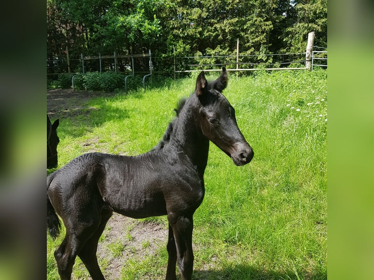 Koń oldenburski Ogier Źrebak (05/2026) 169 cm Kara in Garrel