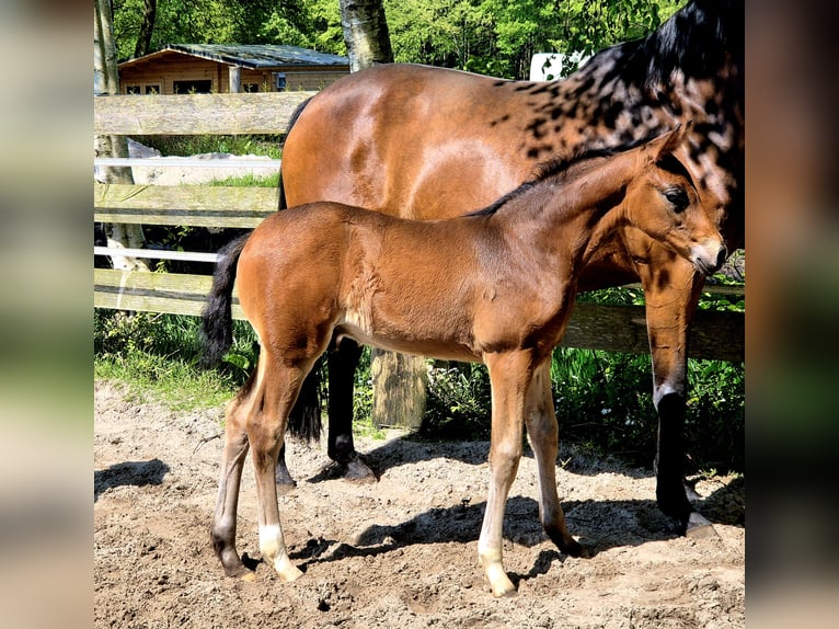 Koń oldenburski Ogier Źrebak (04/2024) 169 cm in Westerstede