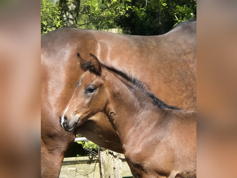 Koń oldenburski Ogier Źrebak (04/2024) 169 cm in Westerstede