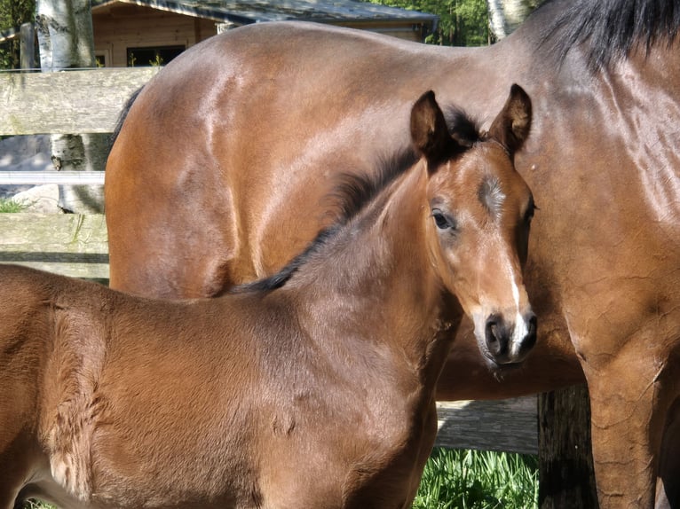 Koń oldenburski Ogier Źrebak (04/2024) 169 cm in Westerstede