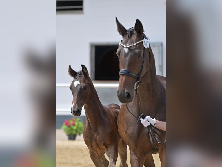 Koń oldenburski Ogier Źrebak (04/2024) 170 cm Ciemnogniada in Hohenahr