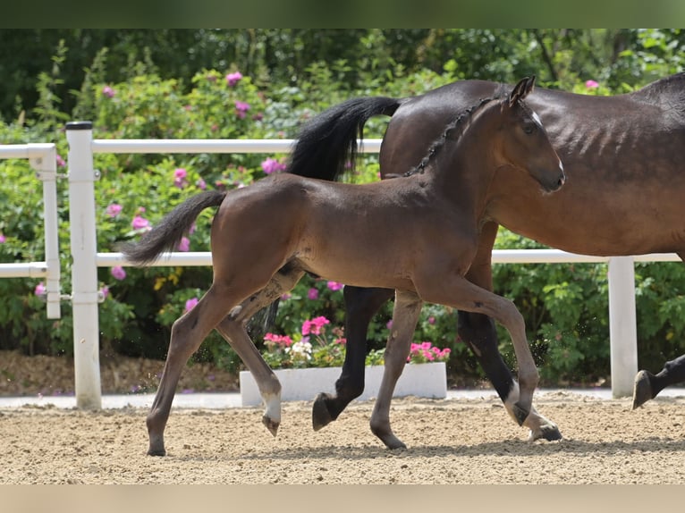 Koń oldenburski Ogier Źrebak (04/2024) 170 cm Ciemnogniada in Hohenahr