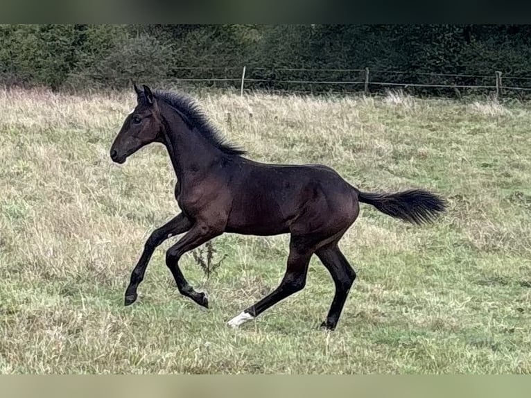 Koń oldenburski Ogier Źrebak (04/2024) 170 cm Ciemnogniada in Hohenahr