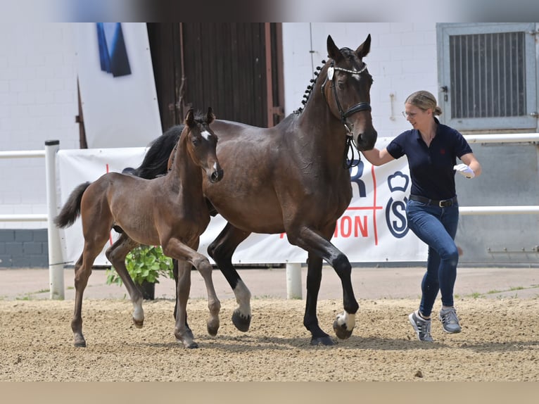 Koń oldenburski Ogier Źrebak (04/2024) 170 cm Ciemnogniada in Hohenahr