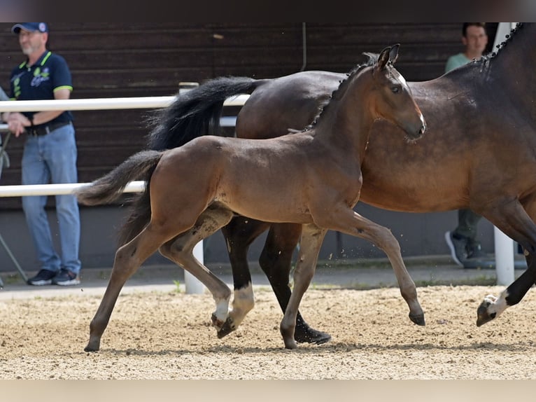 Koń oldenburski Ogier Źrebak (04/2024) 170 cm Ciemnogniada in Hohenahr